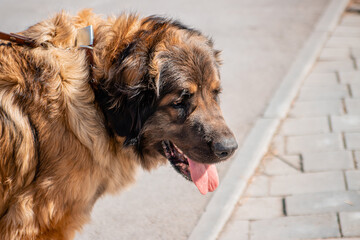 Portrait of a purebred dog breed Leonberger on the background of a spring park.