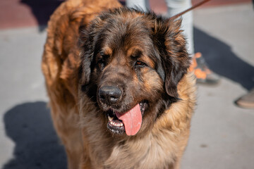 Portrait of a purebred dog breed Leonberger on the background of a spring park.