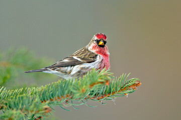 Hoary Redpoll bird sitting on spruce tree branch alert.
