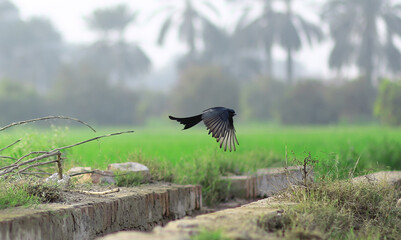 Black drongo bird