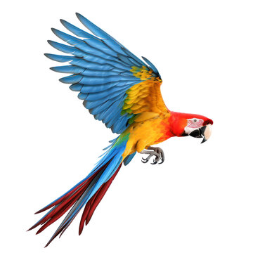 Flying macaw parrot on transparency background PNG