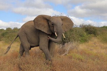 Fototapeta premium Afrikanischer Elefant / African elephant / Loxodonta africana..