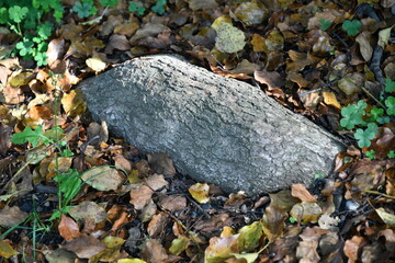 土と岩のような木の根