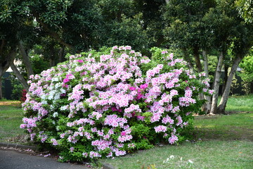 東京・駒沢公園に咲いたピンク色のツツジ