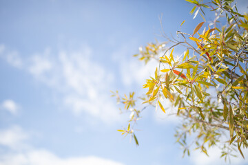 greeb Gumtree leaves branches looking up tree sky blue clouds natural neutral 