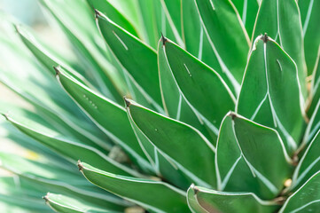 Close-up of Agave leaves with distinctive white stripes. Beautiful and symmetrical foliage of a unique succulent plant. Botanical details in green and white, perfect for nature and garden concepts.