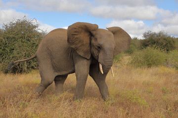 Fototapeta na wymiar Afrikanischer Elefant / African elephant / Loxodonta africana..