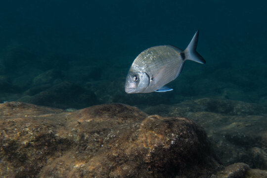 White seabream or Sargo (diplodus sargus sargus) in Mediterranean Sea