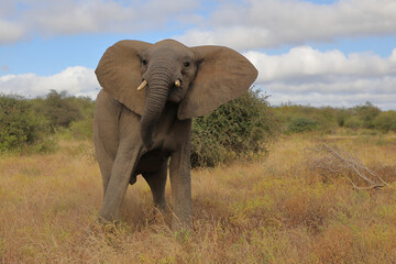 Afrikanischer Elefant / African elephant / Loxodonta africana..