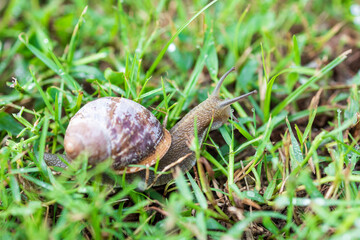 large snail. a snail crawls through green grass. snail close up, macro photography