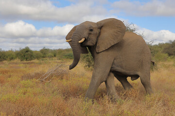 Obraz premium Afrikanischer Elefant / African elephant / Loxodonta africana..