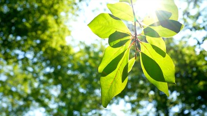 緑葉からの木漏れ日