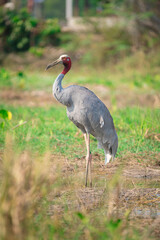 Eastern Sarus Crane. Thai bird. Sarus crane in Thailand.