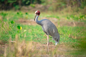 Eastern Sarus Crane. Thai bird. Sarus crane in Thailand.