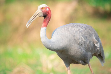 Fototapeta premium Eastern Sarus Crane. Thai bird. Sarus crane in Thailand.