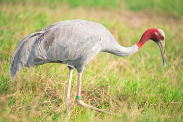 Eastern Sarus Crane. Thai bird. Sarus crane in Thailand.