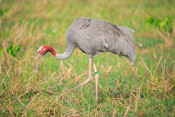 Eastern Sarus Crane. Thai bird. Sarus crane in Thailand.