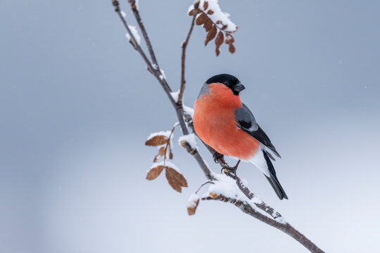 Eurasian bullfinch (Pyrrhula pyrrhula) on a branch