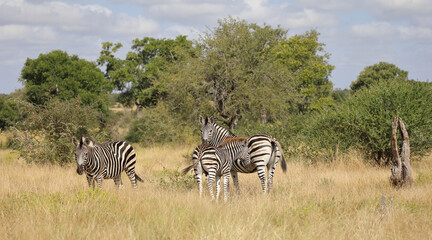 Obraz premium Steppenzebra / Burchell's zebra / Equus quagga burchellii.