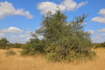 Krüger Park - Afrikanischer Busch / Kruger Park - African bush /