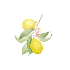 Watercolor lemon branch with fragrant flowers and juicy fruits. Hand drawn, isolated