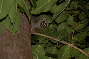 wild Bengal slow loris in a tree