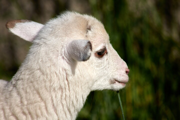 Closeup head of a young white lamb