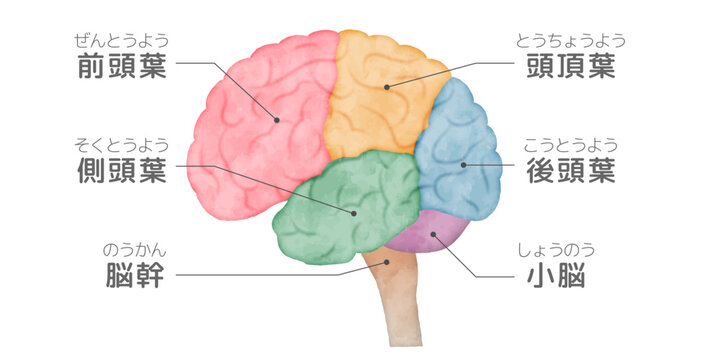 前頭葉 Images – Browse 371 Stock Photos, Vectors, and Video