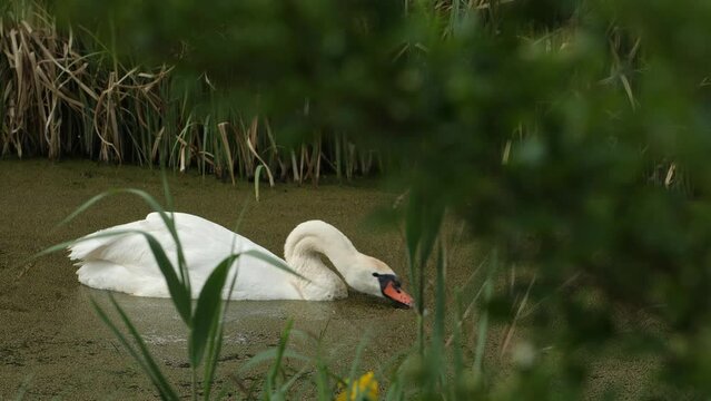 White swan feeding in the pond. Water is covered with a thick layer of green row