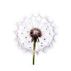 white dandelion flower isolated
