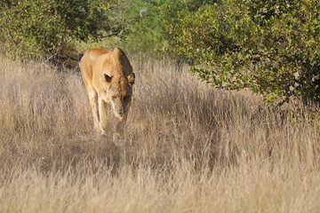 Afrikanischer Löwe / African lion / Panthera leo.
