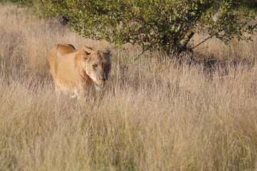Afrikanischer Löwe / African lion / Panthera leo.