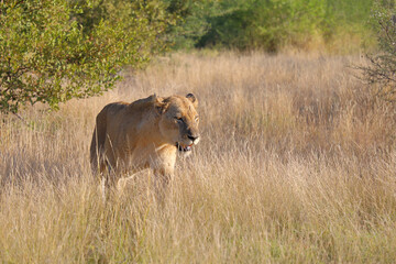 Fototapeta premium Afrikanischer Löwe / African lion / Panthera leo.