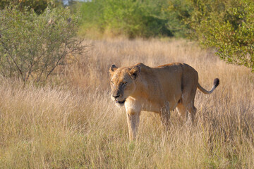 Afrikanischer Löwe / African lion / Panthera leo.