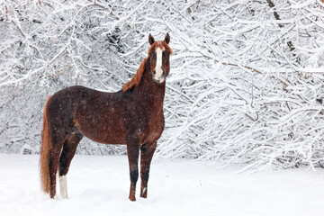 Arabian horse in the nature background, winter scene with strong snow storm, snowflakes covered animal.