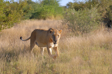 Afrikanischer Löwe / African lion / Panthera leo.