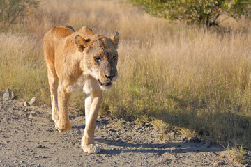 Afrikanischer Löwe / African lion / Panthera leo.