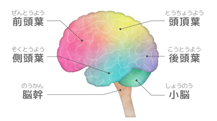人間の脳の横から見たイラスト、側面図、グラデーションに色分けした脳、脳みその部位、名称付き水彩画風イラスト