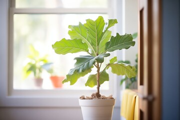 a fiddle leaf fig tree by a bright living room window