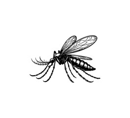 mosquito hand drawn vector graphic asset