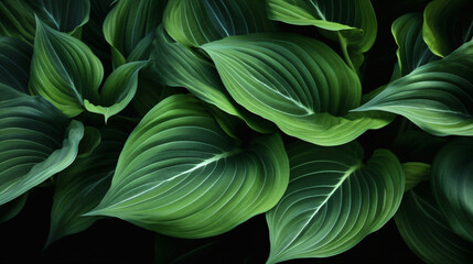 Hosta leaves in unique and creative compositions