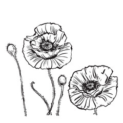 Vector drawing of poppy flowers and leaves, isolated floral elements with a black line on a white background, hand-drawn illustration of a botanist.