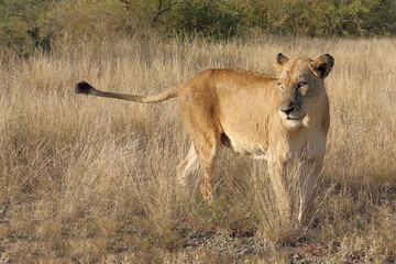 Afrikanischer Löwe / African lion / Panthera leo.
