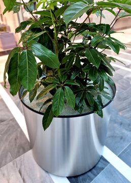 it blooms with rich red flowers. However, it usually does not bloom in residential conditions. The smooth stem of the shefflera bears long petioles with radiating leaves. in a shiny stainless steel 