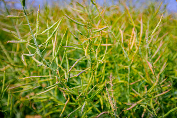 Pods of half-ripe rapeseed in are waving in wind