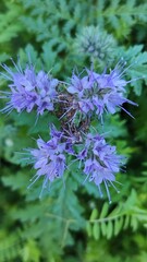 close up of a blue flower