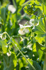 Small white pea flowers on a green background of leaves and stems in a summer, sunny garden....