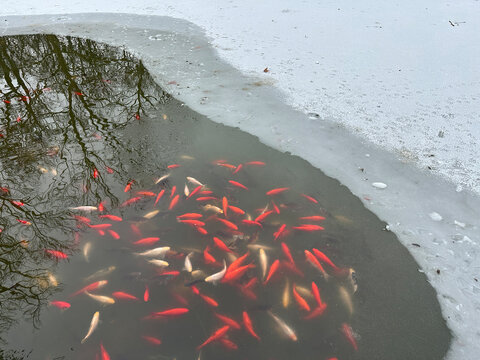 Golden fish in the lake winter time