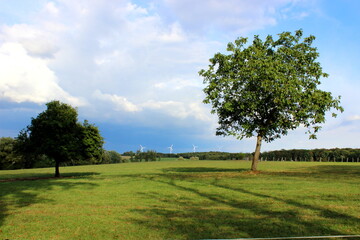 Fototapeta na wymiar Baum Landschaft Natur Umwelt Ökoogie Umweltschutz 