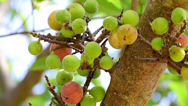 Ficus Racemosa, one of genus ficus fruit. Popularly known as the cluster fig tree, Indian fig tree or gular fig